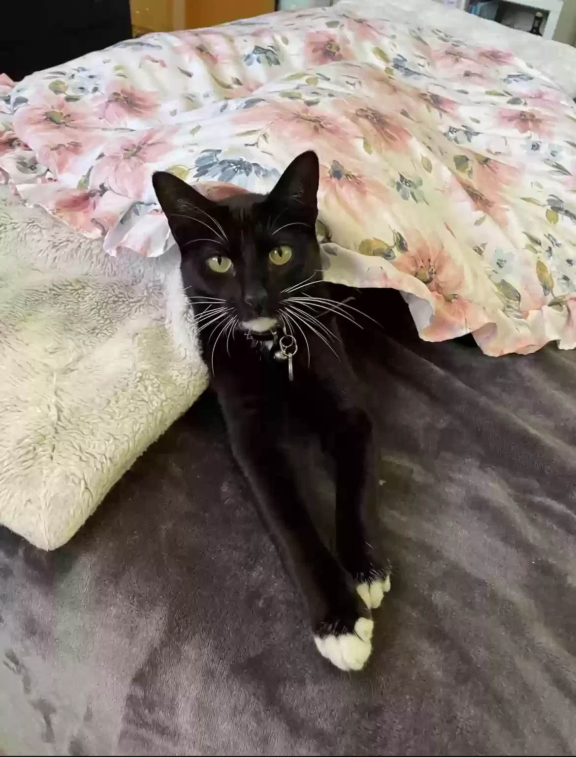 Lost cat in San Diego, CA, 92115