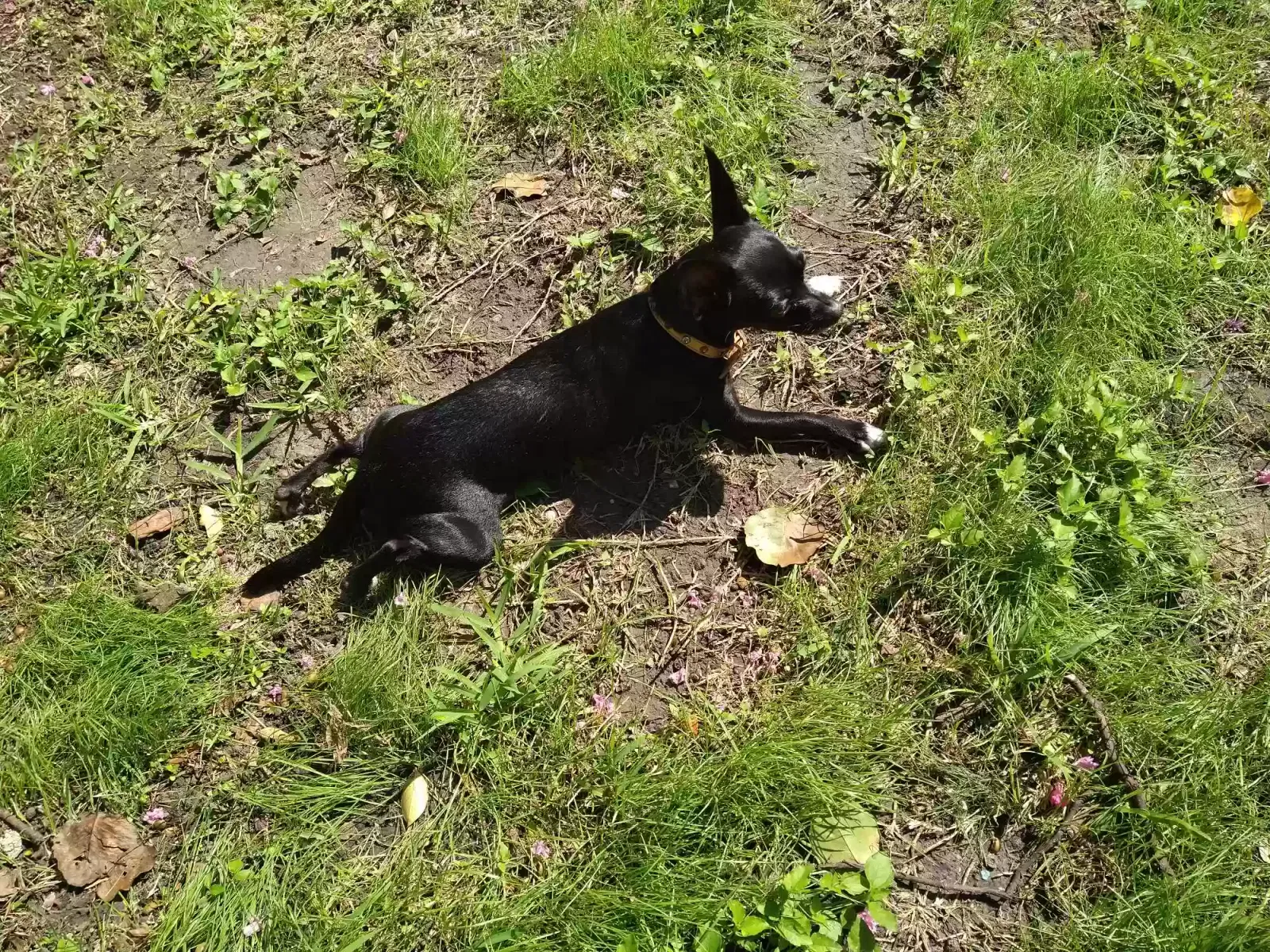 Lost dog in Grand Prairie, TX, 75052