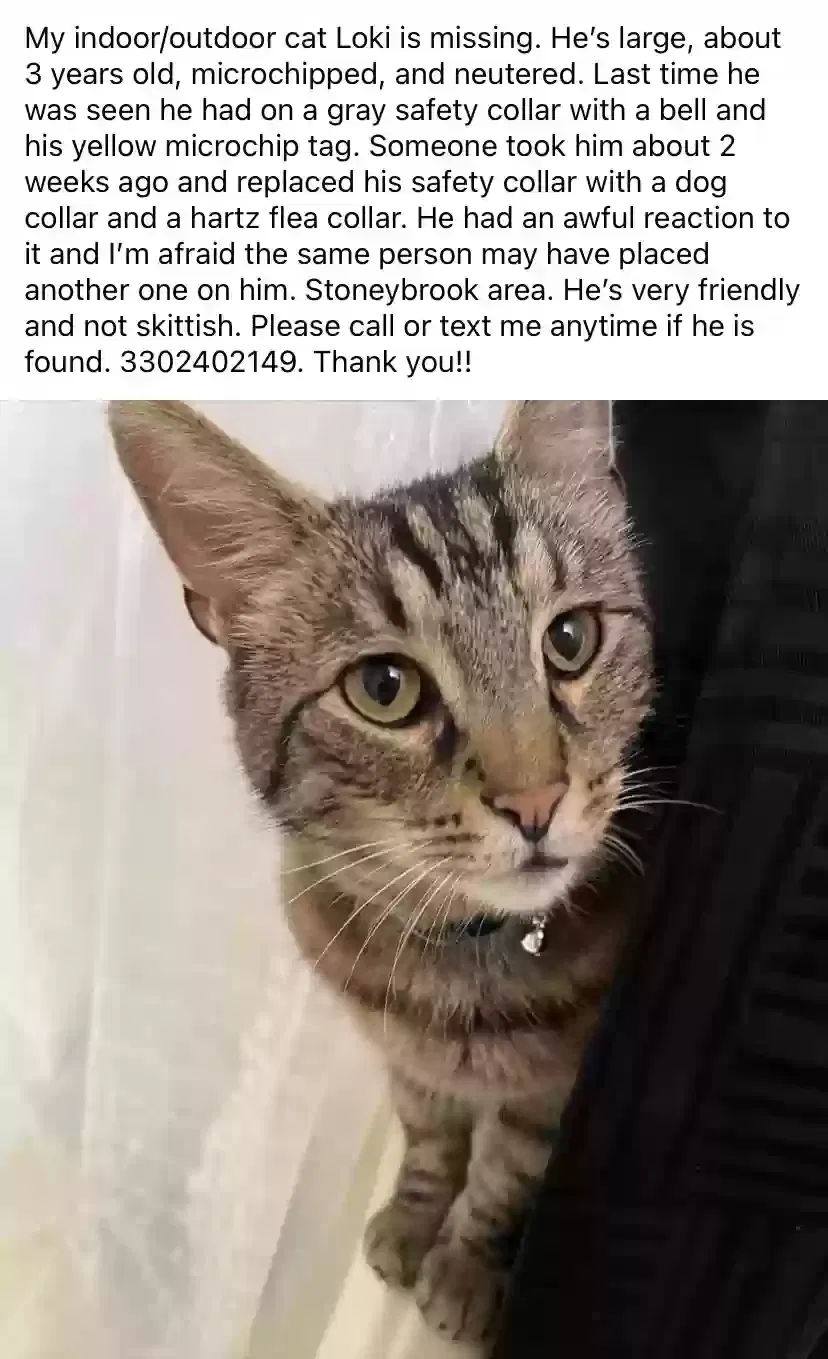 Lost cat in Hubbard, OH, 44425