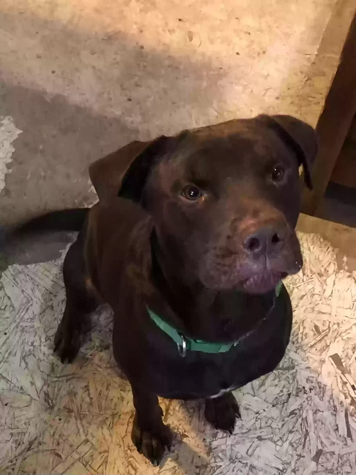 Lost dog in Elkview, WV, 25071