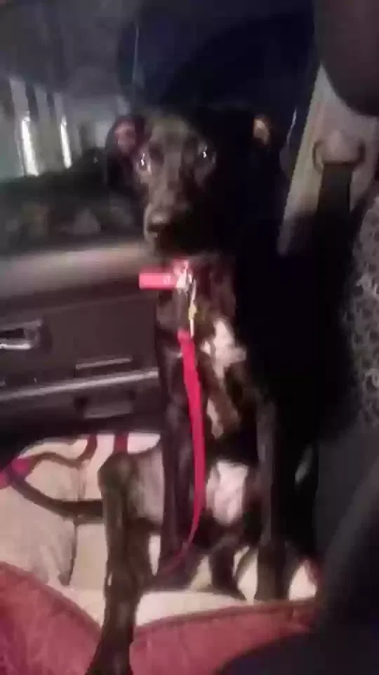 Lost dog in North Richland Hills, TX, 76180