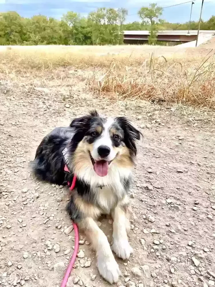 Lost dog in Houston, TX, 77035