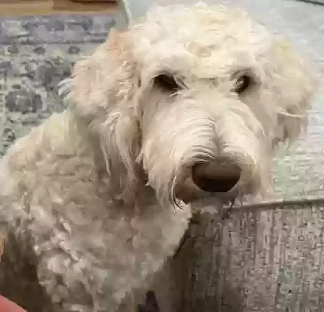 Lost dog in Salem, AL, 36874