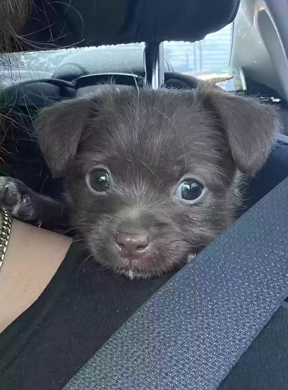 Lost dog in West Palm Beach, FL, 33417