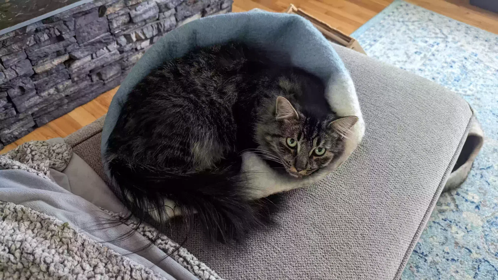 Lost cat in Lynnwood, WA, 98087