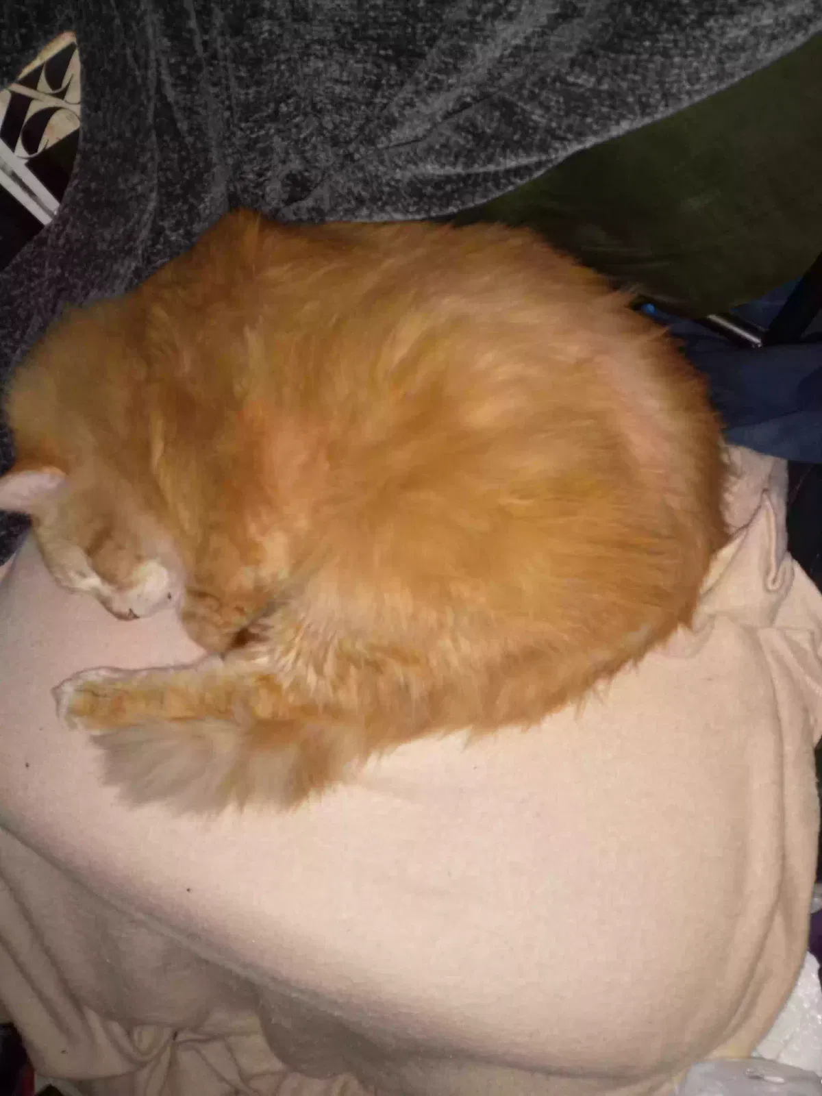 Lost cat in Kingwood, TX, 77339