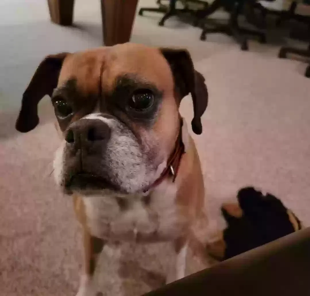 Lost dog in Augusta, GA, 30906