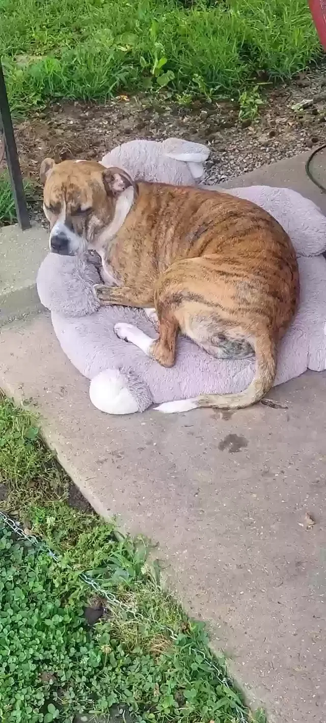 Lost dog in Sacramento, CA, 95833