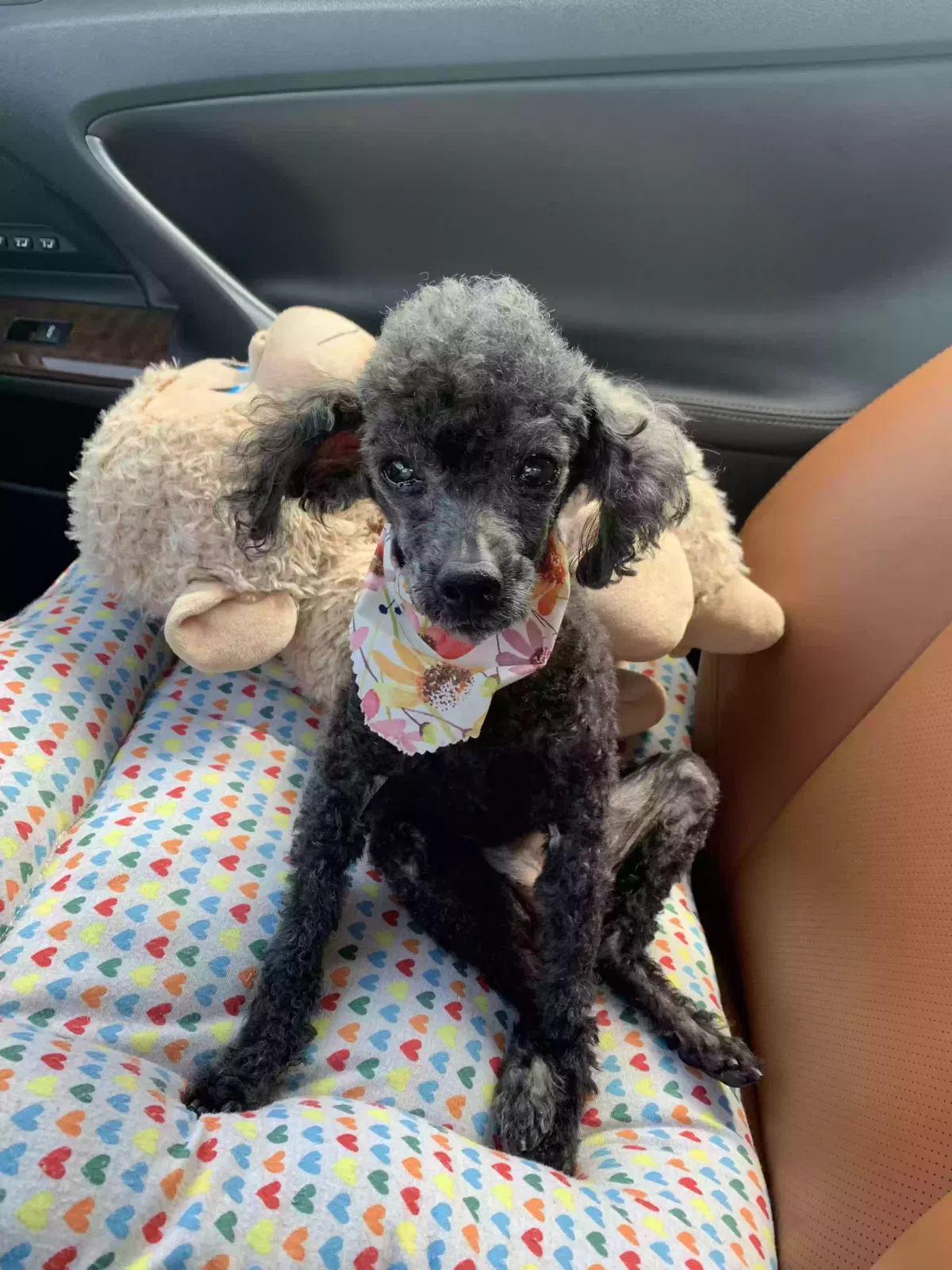 Lost dog in Cadiz, KY, 42211