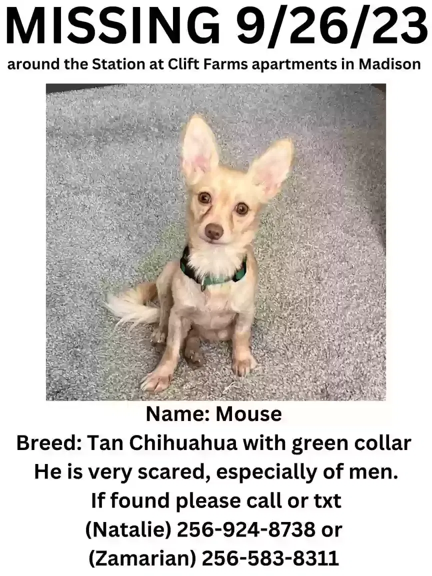 Lost dog in Madison, AL, 35758