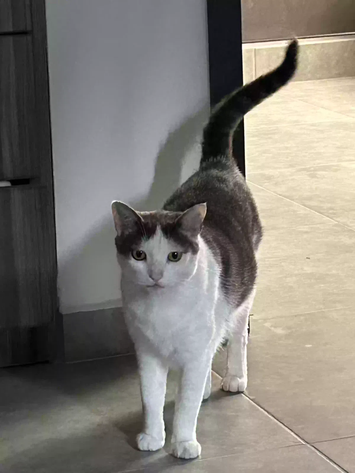 Lost cat in San Diego, CA, 92154