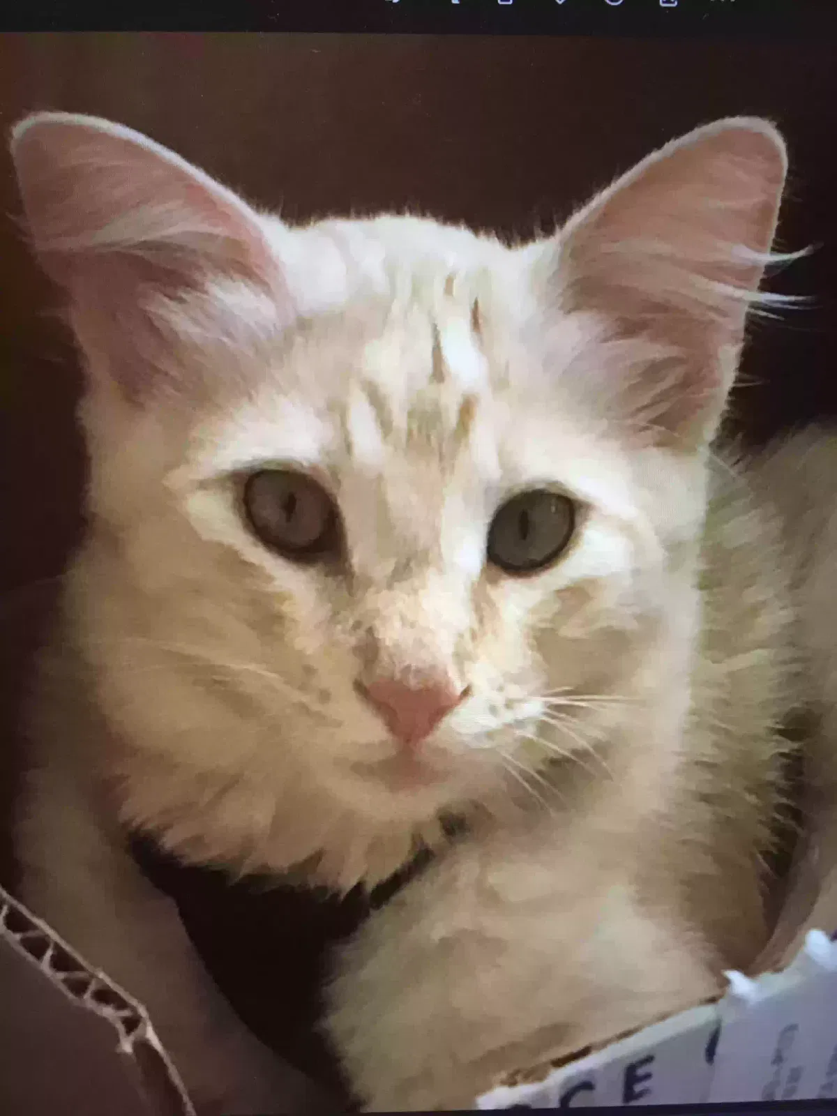 Lost cat in Temecula, CA, 92591