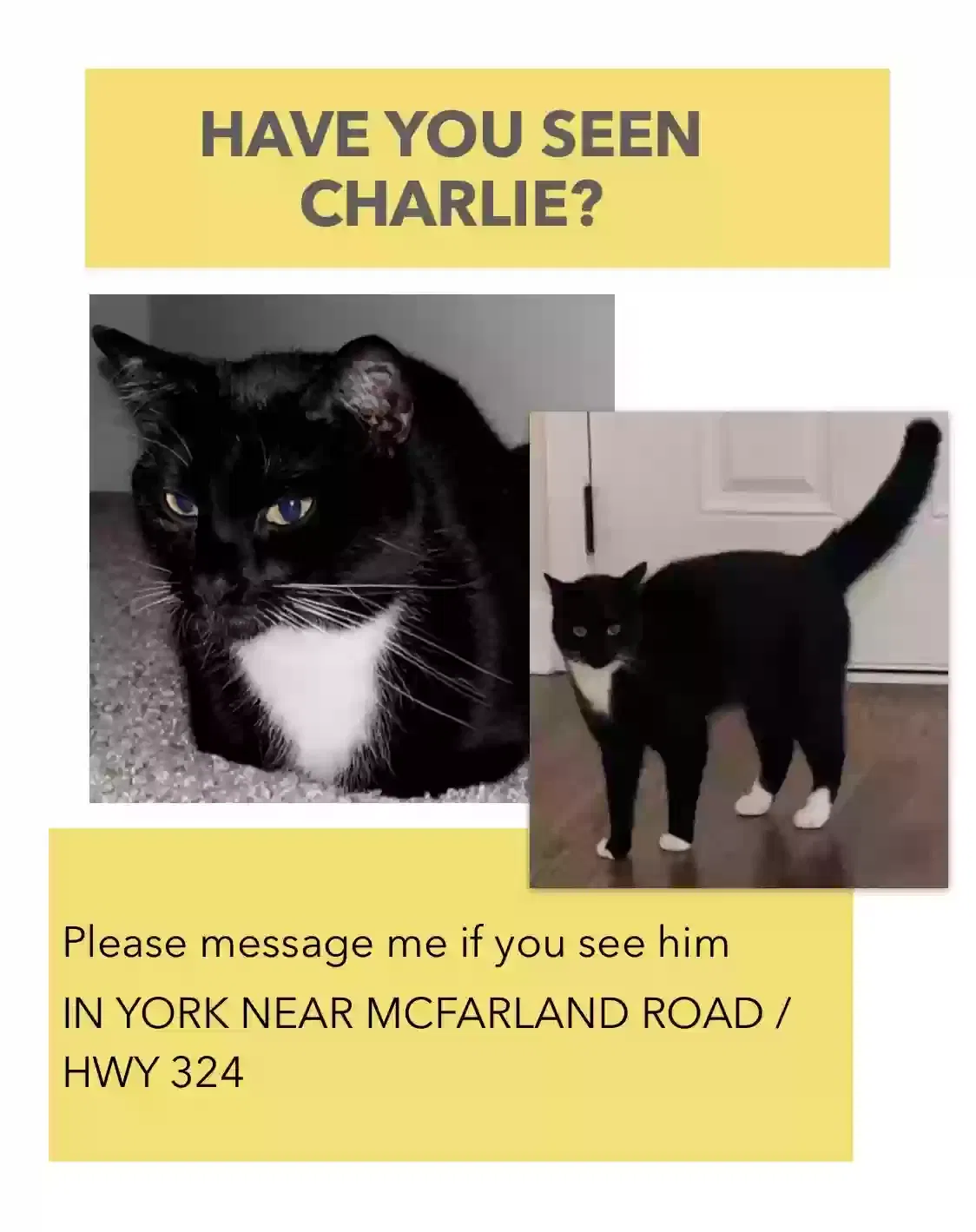 Lost cat in York, SC, 29745