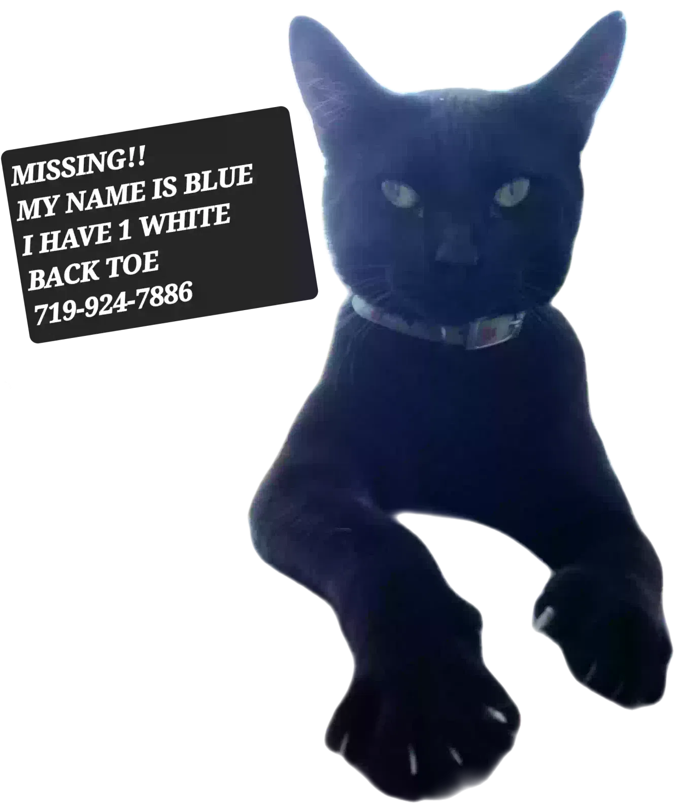 Lost cat in Pueblo, CO, 81005