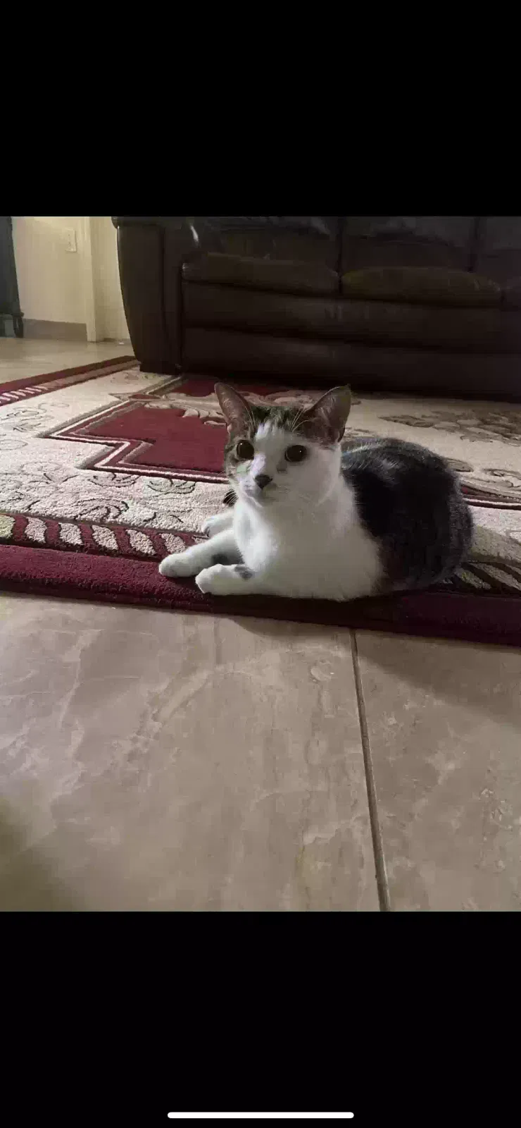 Lost cat in Dearborn, MI, 48126
