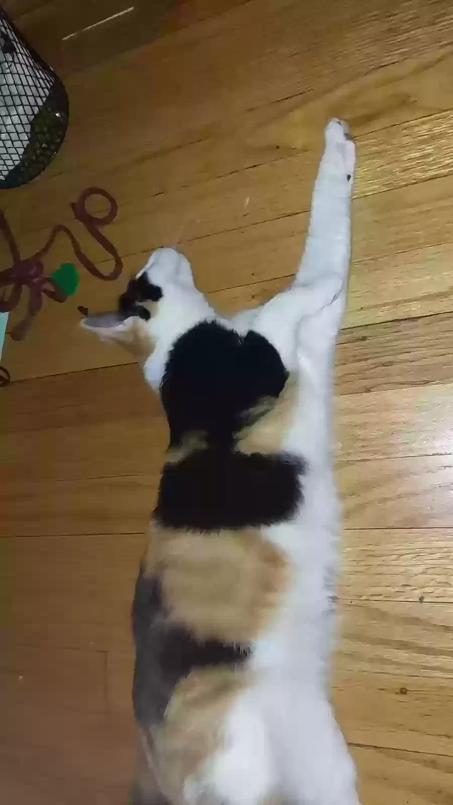 Lost cat in Chicago, IL, 60629