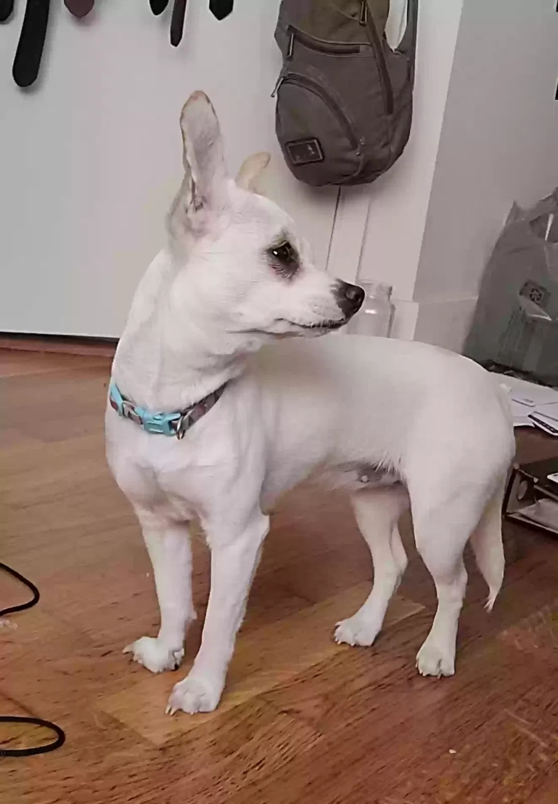 Found dog in Oakland, CA, 94609