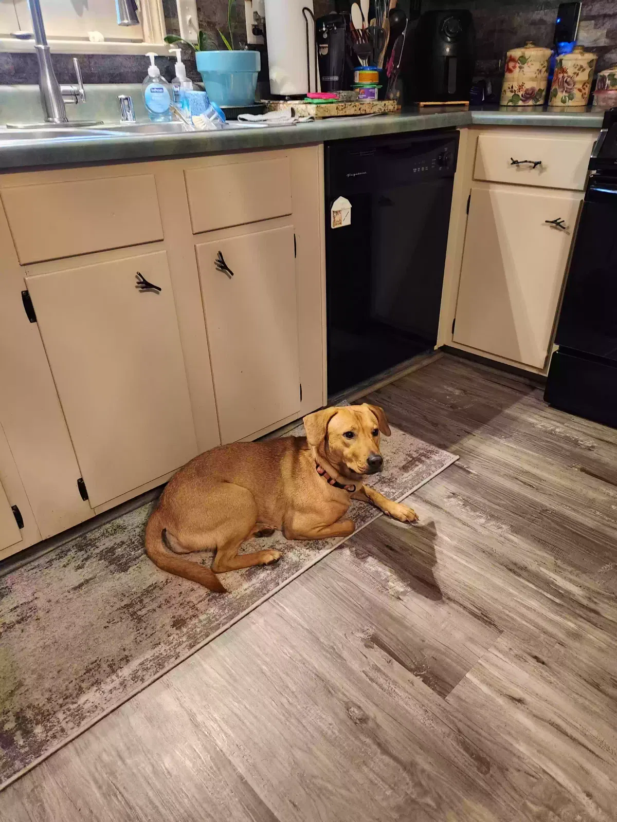 Found dog in Louisville, KY, 40219
