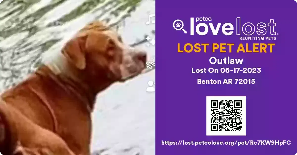 Lost dog in Benton, AR, 72015