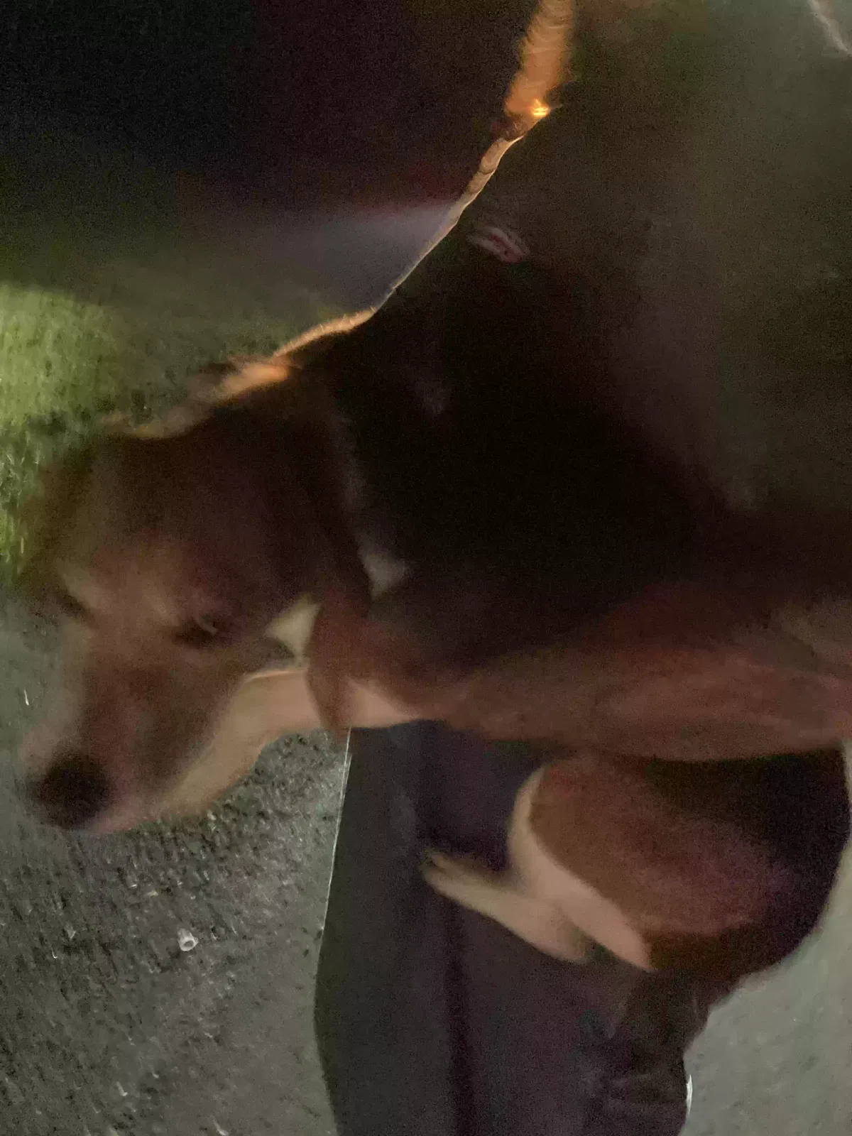 Found dog in North Adams, MA, 1247