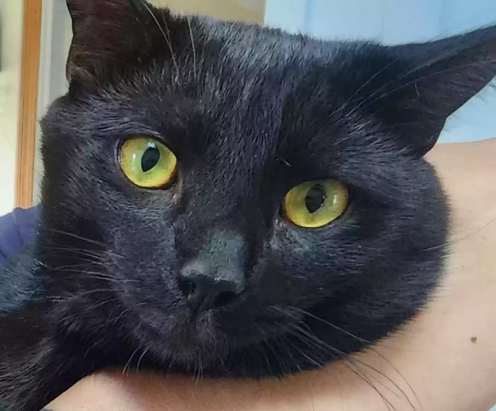 Lost cat in Colebrook, CT, 6021