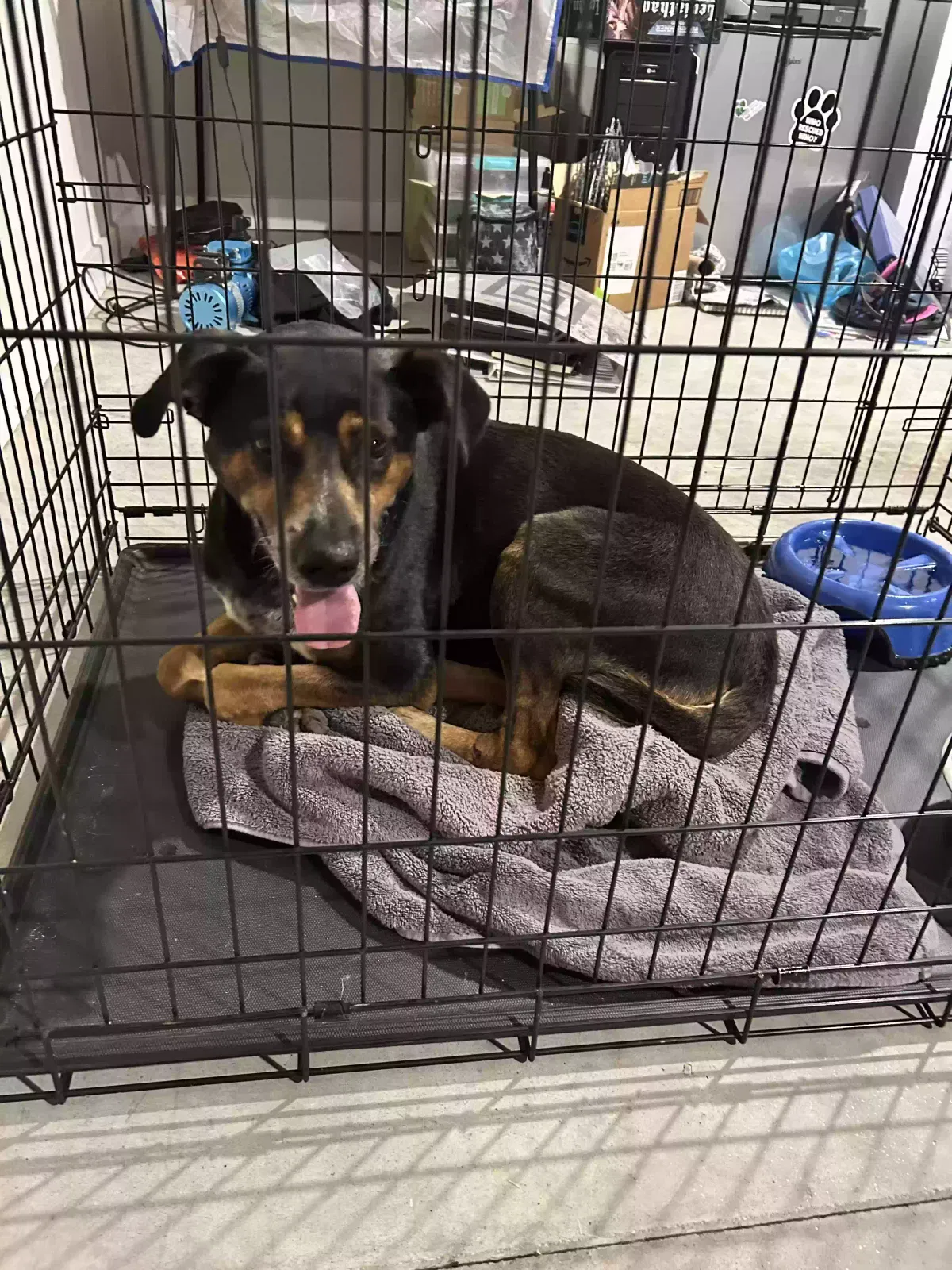 Found dog in Simpsonville, SC, 29680