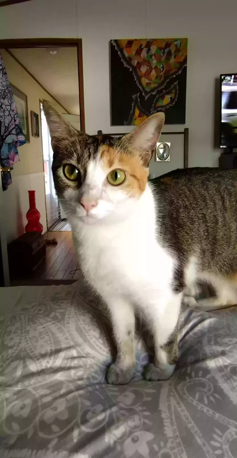 Lost cat in Jacksonville, NC, 28540