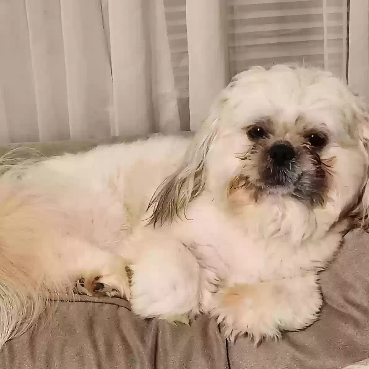 Lost dog in Charleston, WV, 25303