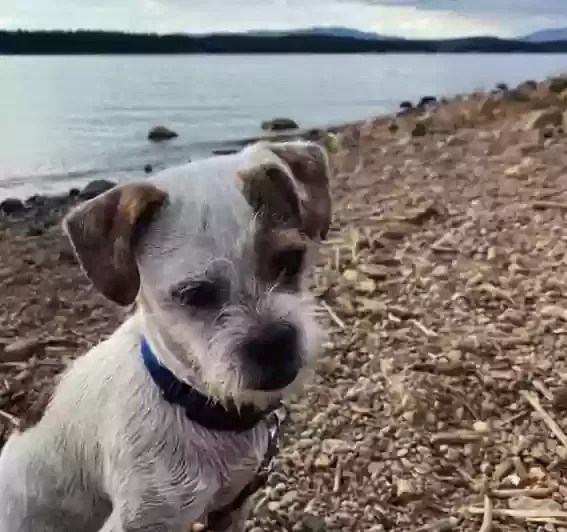 Lost dog in Unknown, CA, 89210