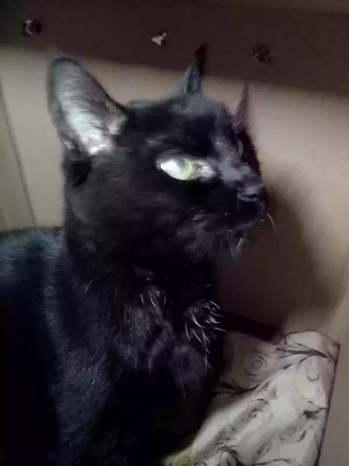 Found cat in Peoria, AZ, 85345