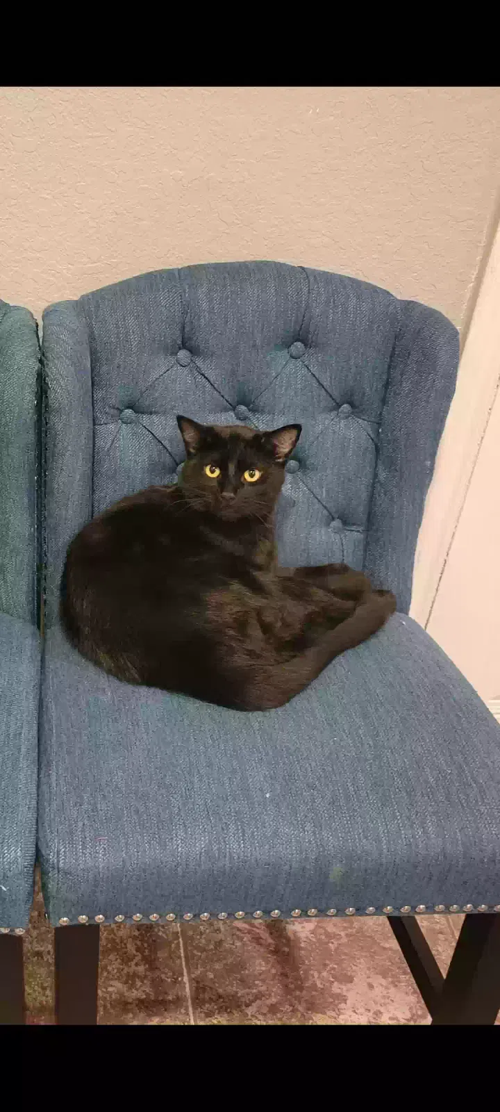 Lost cat in San Antonio, TX, 78245