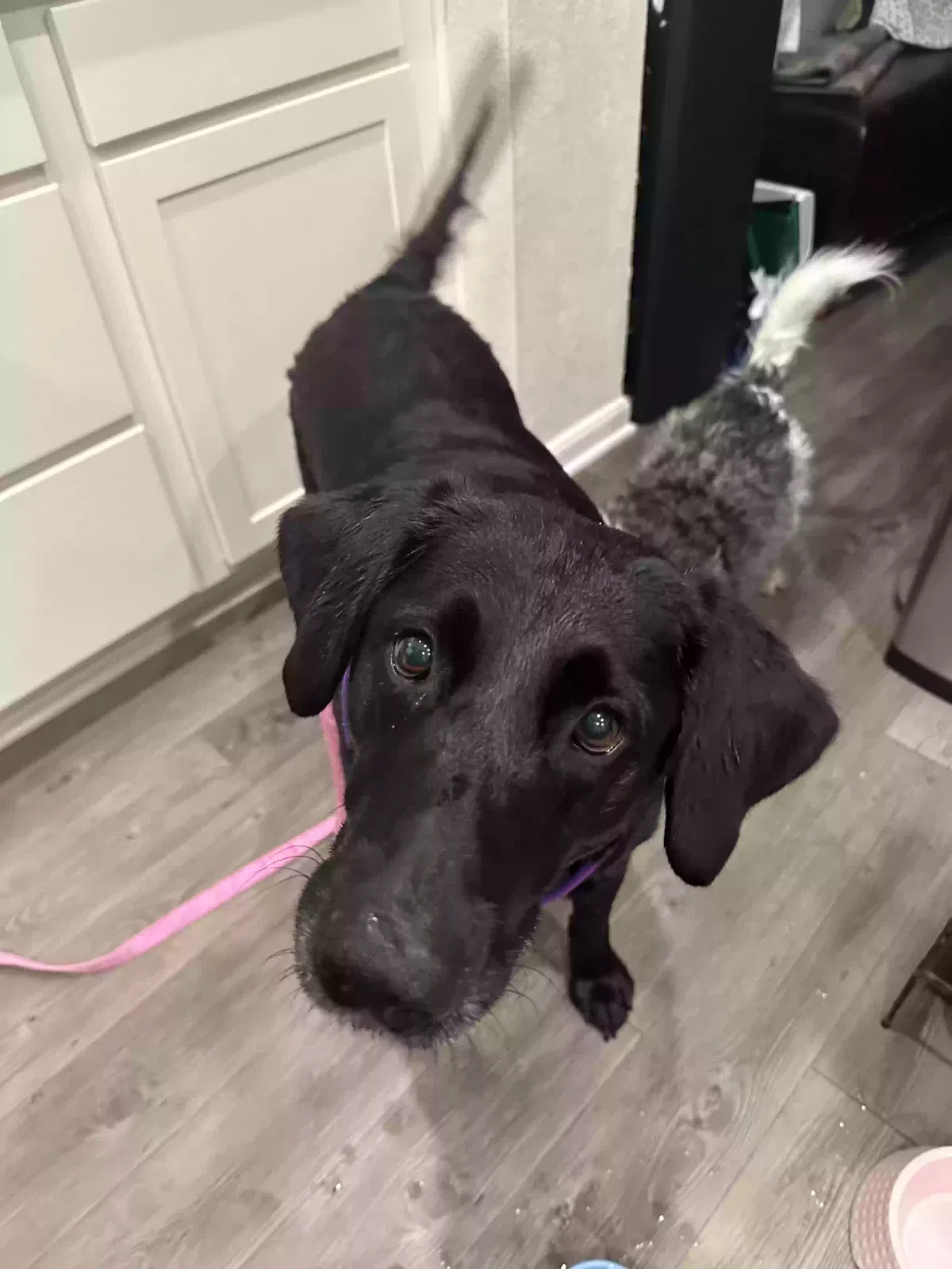 Found dog in Cleveland, TX, 77328