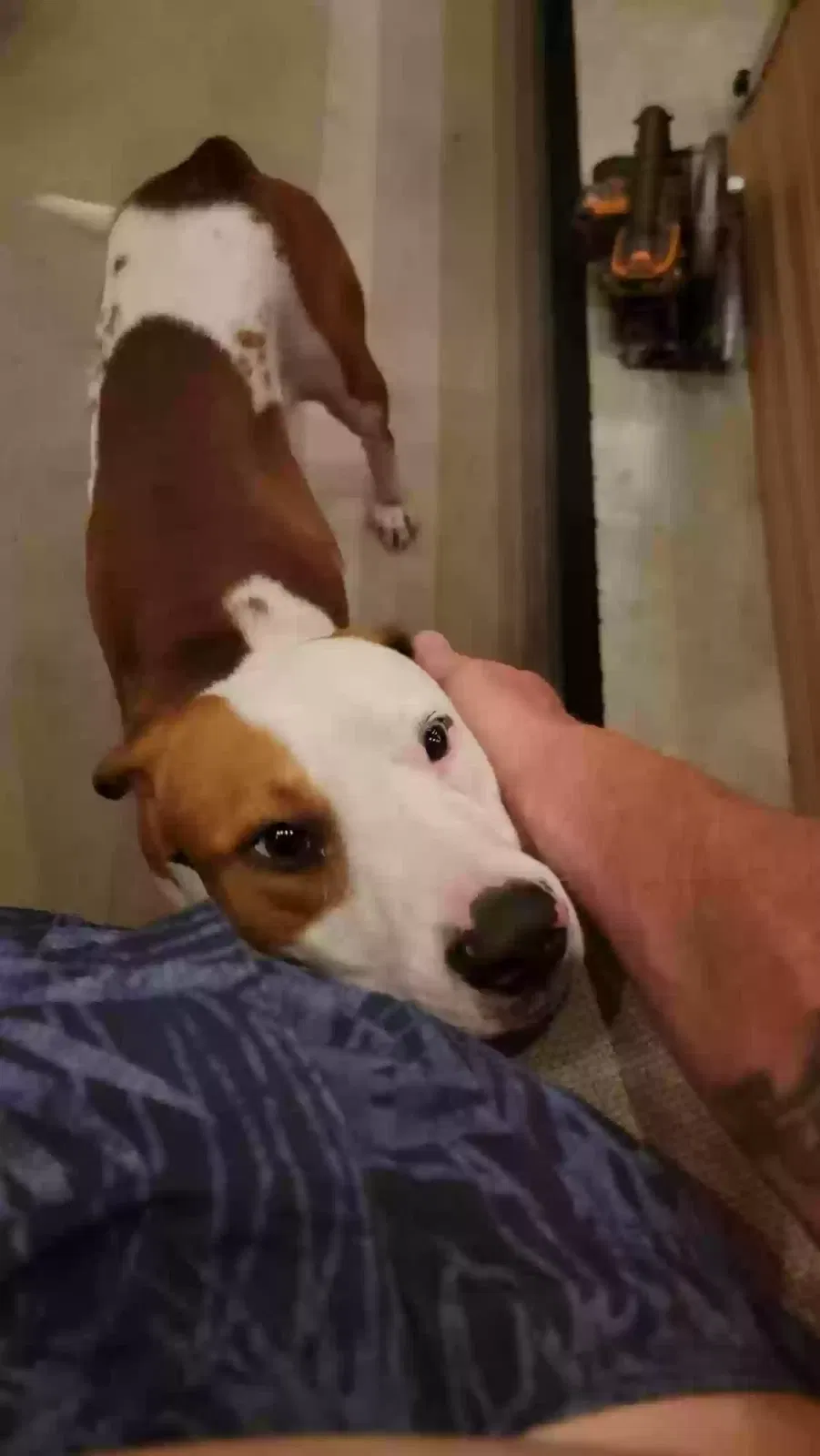 Found dog in Sebring, FL, 33870