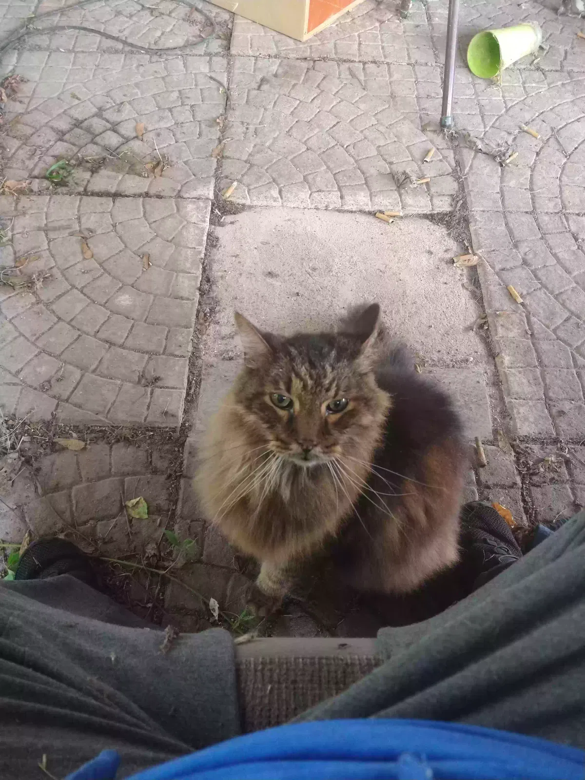 Found cat in Waterford, MI, 48328