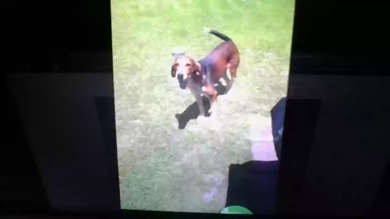 Lost dog in Richlands, NC, 28574