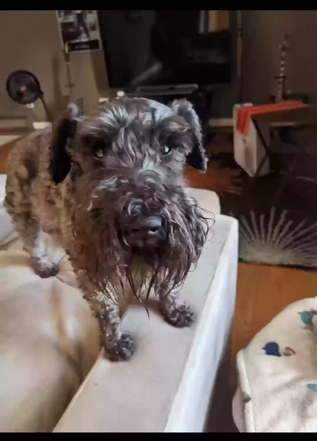 Lost dog in Palos Park, IL, 60464