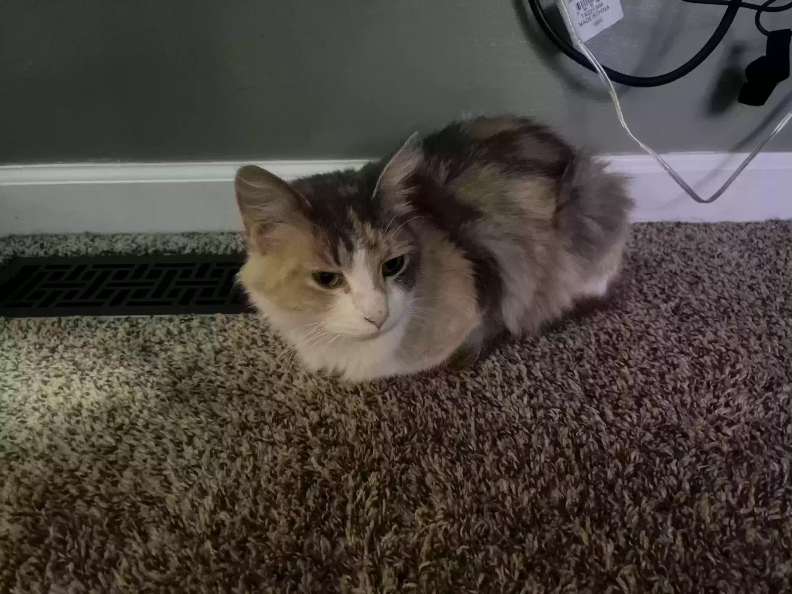 Found cat in Indianapolis, IN, 46227