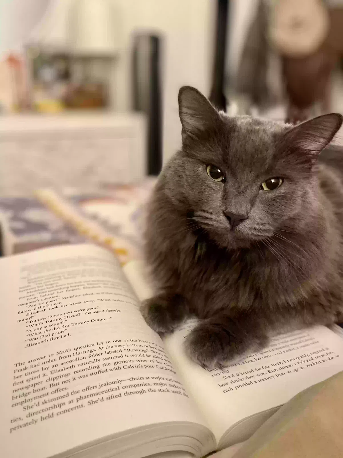 Lost cat in Alexandria, VA, 22314
