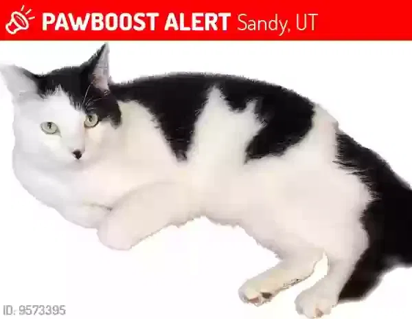 Lost cat in Sandy, UT, 84093