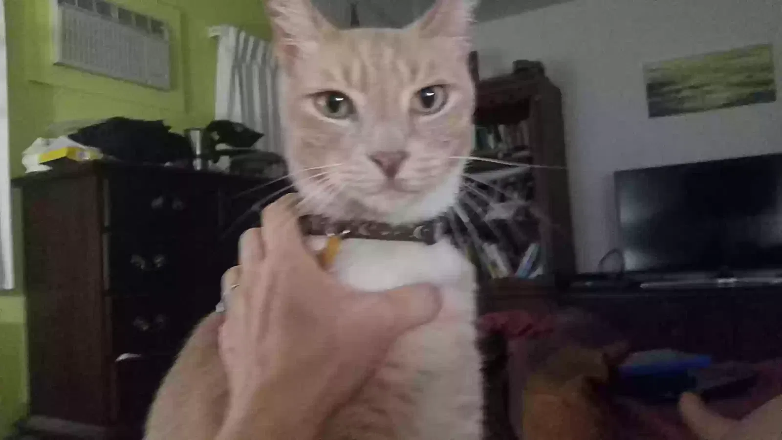 Lost cat in Tucson, AZ, 85712