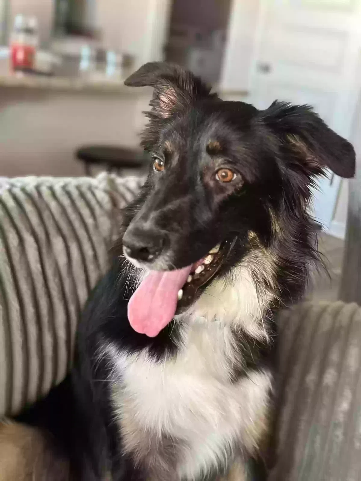 Lost dog in Pensacola, FL, 32526