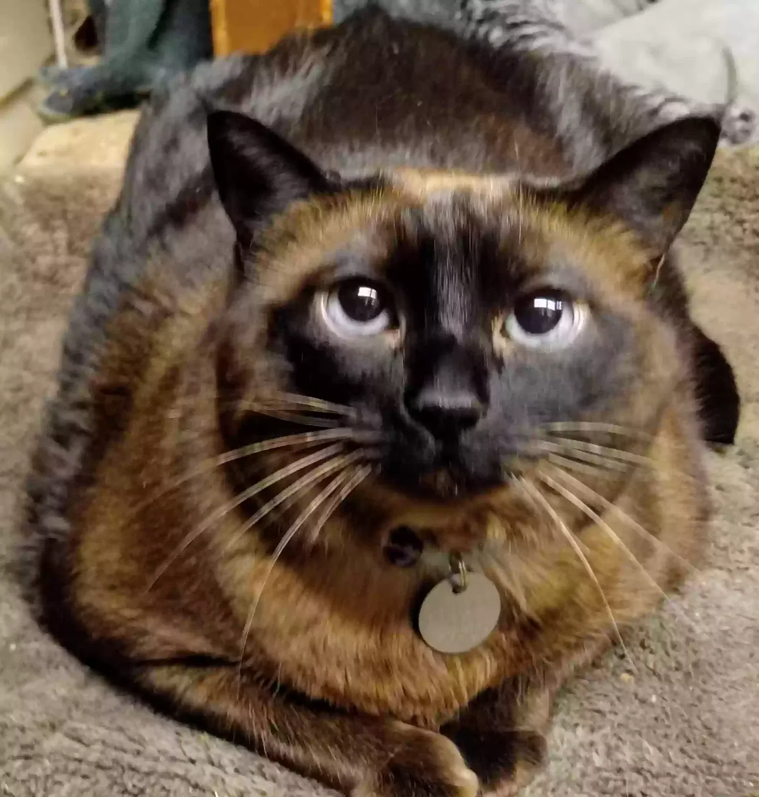 Lost cat in Gold Bar, WA, 98251