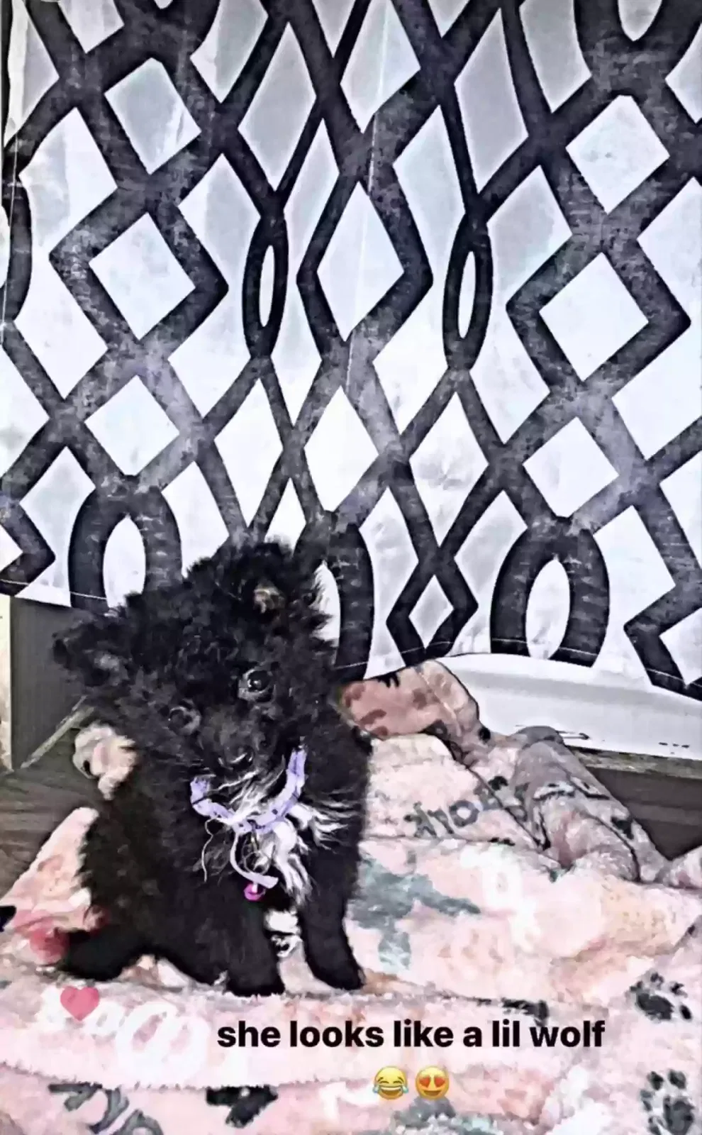 Lost dog in Hemet, CA, 92543