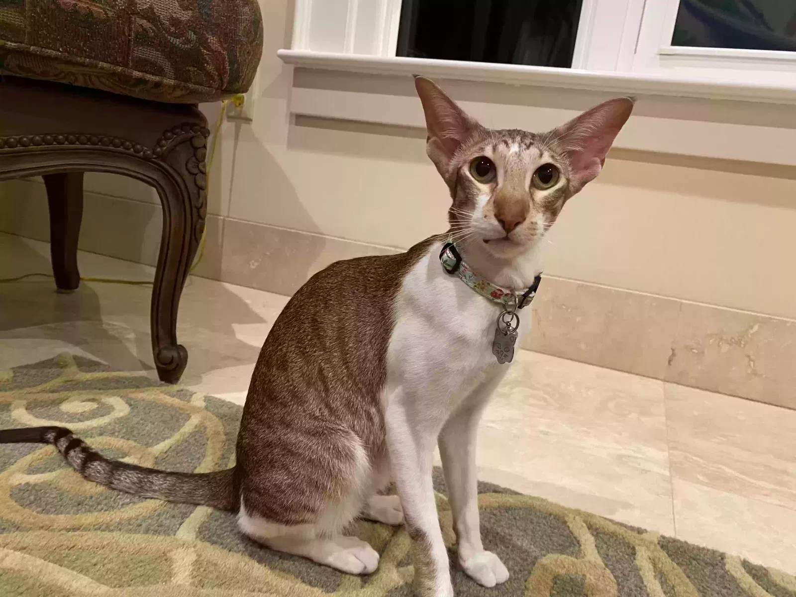 Lost cat in Lake Placid, FL, 33852