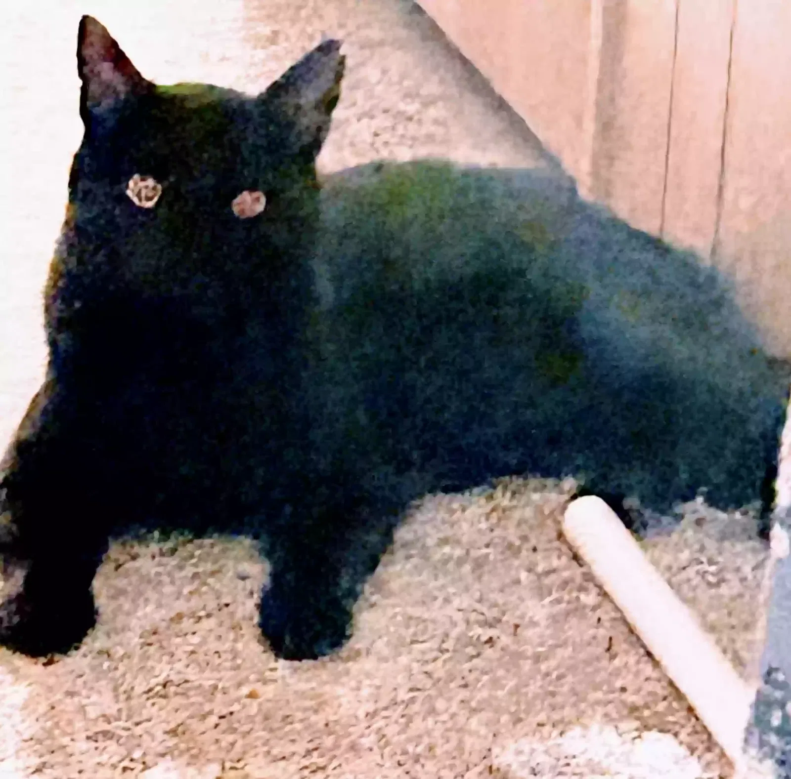 Lost cat in Mariposa, CA, 95338
