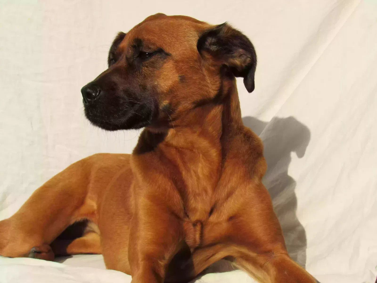 Lost dog in Lorain, OH, 44052
