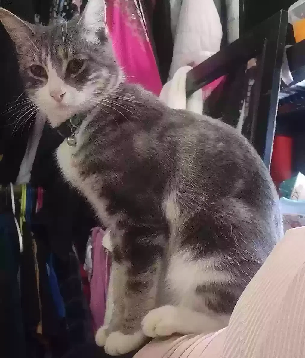Lost cat in Yucaipa, CA, 92399