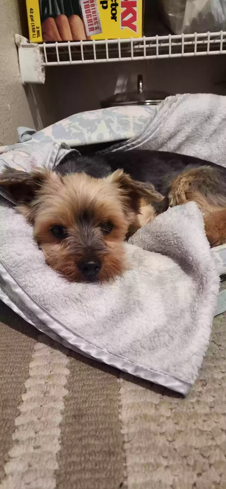 Found dog in Los Banos, CA, 93635