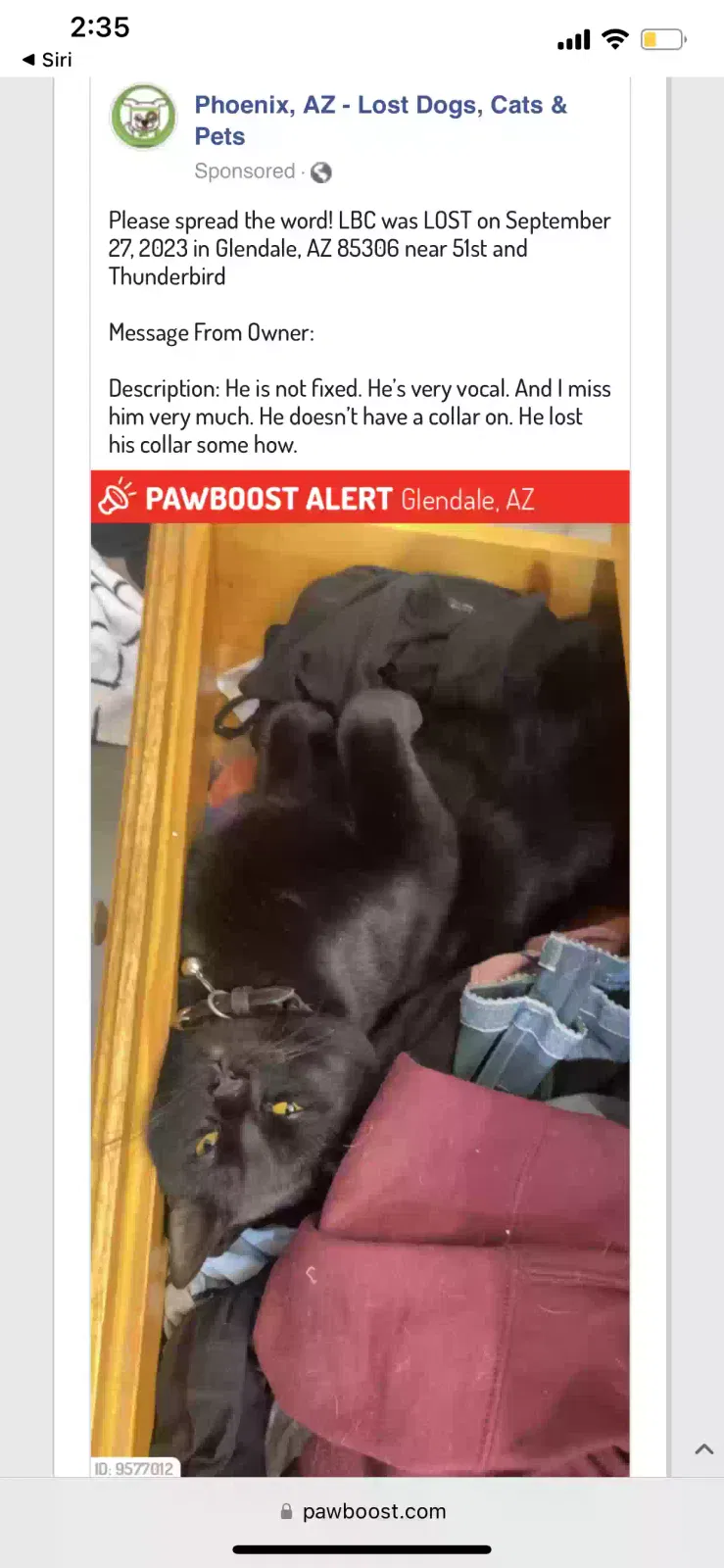 Lost cat in Glendale, AZ, 85306