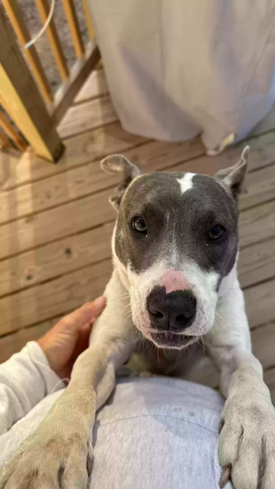 Found dog in Decatur, TN, 37322